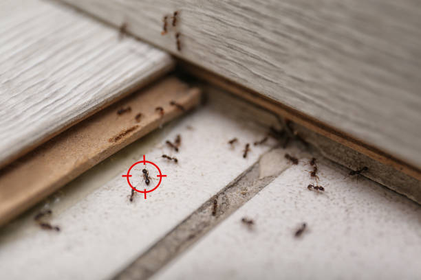 Best Flea Control Services  in Balmville, NY