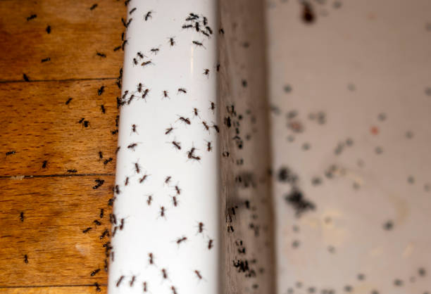 Pest Control for Restaurants in Balmville, NY